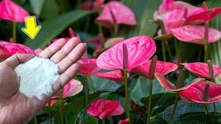 Sprinkle 1 Spoon Anthurium Grows Fast And Blooms Hundreds Of Flowers Immediately [upl. by Kong297]