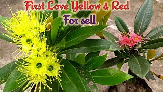 First love plant Yellow amp Red Golden Penda Xanthostemon chrysanthus plant [upl. by Eirelam]