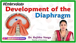 Development of the Diaphragm  Human Embryology [upl. by Hendrix]