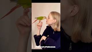 funny Parrot 😂😜 mylovebird cutebird birds mylovebirds cuteparrot funny parrot [upl. by Ahsinot]