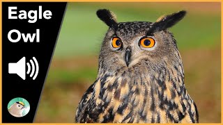 Eagle Owl  Sounds [upl. by Anehsak]