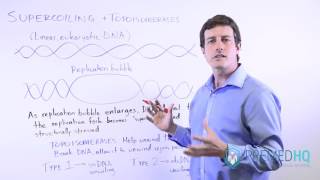 DNA Supercoiling and Topoisomerases [upl. by Yllib]