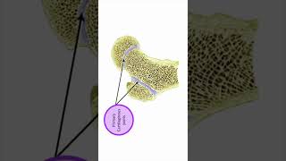 Joint between epiphysis and diaphysis [upl. by Enoek]