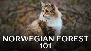 Norwegian Forest Cat 101  Everything You Need to Know [upl. by Jo Ann]