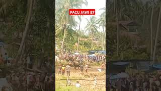 PACU JAWI ‼️bullrace ‼️87 MARENTEN❗shortsfeed pacujawi pacujawiterbaru india tradisi [upl. by Notle]