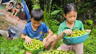 Harvesting canarium fruit Going to the market to sell  two homeless brothers [upl. by Stormie]