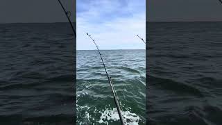 Troll fishing Solomons Island rockfish [upl. by Ajnek]