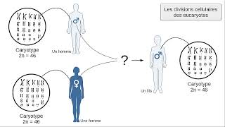 Divisions cellulaires et stabilité du caryotype [upl. by Llertnahs]