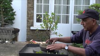 How to grow an Escallonia bonsai tree from Nursery stock how to maintain a bonsai tree Part 2 [upl. by March614]