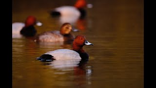 Barátréce  Common pochard  Aythya Ferina [upl. by Sanders]