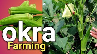 Okra Farming the secret money maker in nigeria how to start [upl. by Eedyak953]