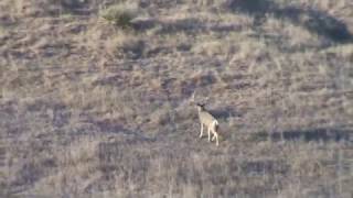 65 Creedmoor Deer Hunting Suppressed [upl. by Donald431]