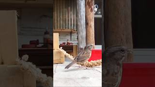 Peckish Pecker nature birds wildlife canada cute [upl. by Ahsata]