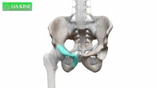 Orientación anatómica de la Pelvis [upl. by Blackman]