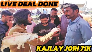 Kajlay JORI 71k😎Live Deal Done😎 Badiana Mandi Sialkot😊 Season 2024🧐 [upl. by Benita]