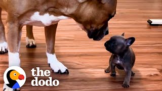 French Bulldog Puppy Is Raised By Kittens  The Dodo [upl. by Sanjiv]