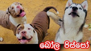 බෝල පිස්සො🐶🥰 [upl. by Caitlin364]