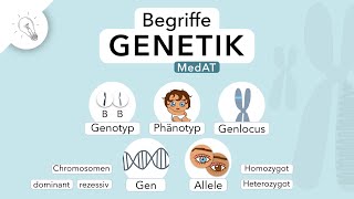 Genetik Begriffe einfach erklärt  MedAT  Biologie [upl. by Aekin]