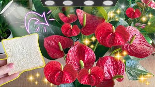 Just one slice of bread Makes Anthurium in the garden healthy and blooms abundantly [upl. by Erb690]