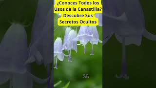 Conoces Todos los usos de la canastilla  Descubre Sus secretos Ocultos shorts short plantas [upl. by Yennek]