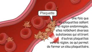 L’hémophilie  De quelle façon ton corps arrêtetil le saignement [upl. by Nnorahs]