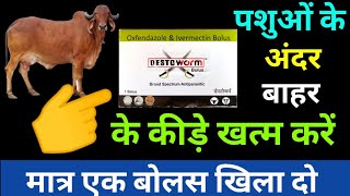 deworming in dairy cattle  new dodiya vets club  destoworm bolus uses in hindi [upl. by Haven]