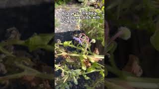 Borage edibleflowers bluefoods 1minhealthier borageflowers foodfoundation [upl. by Ettenal174]