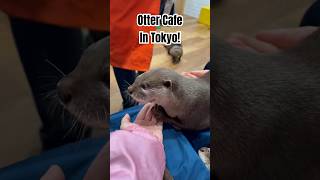 Otter Cafe Experience in Tokyo 🥰🦦 [upl. by Yltneb]