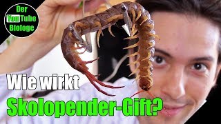 Skolopender  so wirkt ihr Gift [upl. by Lebatsirc738]