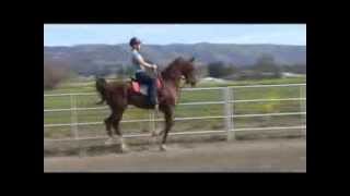 Horse Riding Lesson Saddleseat Saddlebred [upl. by Ragnar]