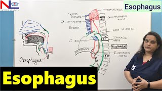 Esophagus Anatomy  GI Tract  Digestive System  Nursing Lecture [upl. by Aihsenak]