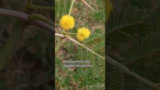 Plant for Herbarium44 Acacia nilotica wenature6640 check the description [upl. by Uv]