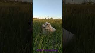 MaremmanoAbruzzese Sheepdog in the meadowМаремма на лугу [upl. by Suzi]