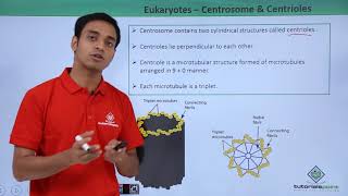 Class 11th  Eukaryotes  Centrosome and Centrioles  Cell The unit of Life  Tutorials Point [upl. by Uwton]