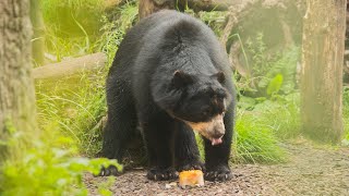 IJsjes voor de brilberen in DierenPark Amersfoort [upl. by Michaelina858]