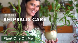 Rhipsalis Care and Propagation — Plant One On Me — Ep 128 [upl. by Bee]