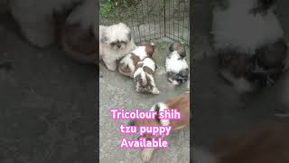 Top quality tricolour shih tzu puppy Available [upl. by Harday303]