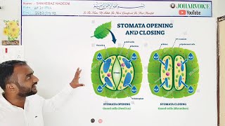 stomatal movement  theories and mechanisms  photosynthesis starch suger malate k pump theory [upl. by Ahsemrac]