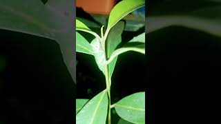 jamunplantgardening 1000subscriber 1million viralvedioshortviralyoutubehappynessgardenplan [upl. by Ahcim]