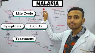 Malaria Parasite  Malaria Life Cycle  Plasmodium  Lab Diagnosis malaria  मलेरिया क्या हैmicro [upl. by Grantland]