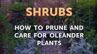 How to Prune and Care for Oleander Plants [upl. by Prady555]