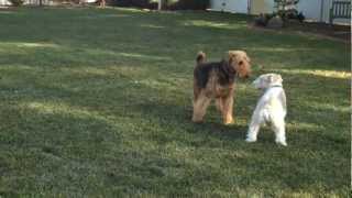 Odie the Wire Fox Terrier amp Lacy Airedale  Play All Day Party [upl. by Wolenik514]