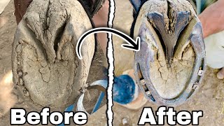 Horse Hoof Restoration  Hoof Compilation  Hoof Trimming  Satisfying [upl. by Rube]