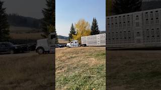 Loading cattle with a view fiedlerfarms outwest montana [upl. by Eicart789]