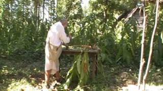 Harvesting Tobacco [upl. by Notwal]