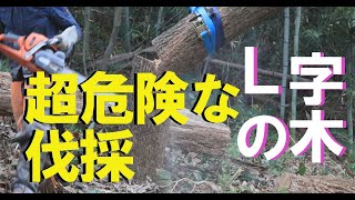 超危険！！追い口を切る間も無く倒れる、危険なほど傾いた木を切る。荷造りベルトを巻いて追い口切りで切る。切るのはドシロートです。突っ込み切りの追いヅル切りは出来ず、しかも裂け上がりやすい栗の木が二本 [upl. by Silda]