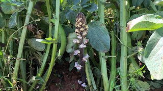 Orobanche crenata delle fave una specie commestibile [upl. by Yerahcaz]