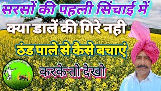 सरसों अधिक उपज कैसे लें ।। सरसों का रामबाण।। सरसों में फ़ुटाव ।। सरसों पहली सिंचाई में क्या दें [upl. by Tal]