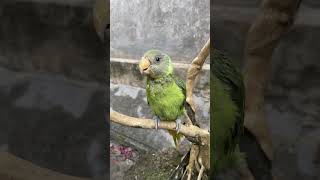 Kaka 13122024 metubnetwork parrot thucung trending khamphathegioiit xuhuongyoutube [upl. by Montfort720]