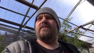 ⟹ Greenhouse Frost  Capsicum plants  WILL THE PEPPERS SURVIVE THE FROST [upl. by Cort]